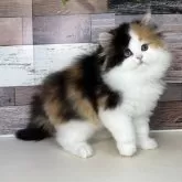 ミヌエット(長足)