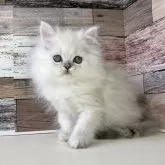 ミヌエット(長足)