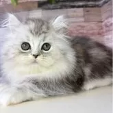 ミヌエット(短足)