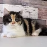 ミヌエット(長足)