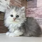 ミヌエット(長足)