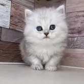 ペルシャ