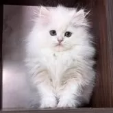 ペルシャ【愛知県・女の子・2024年11月12日・ブルーリンクスポイント】の写真1