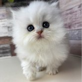 ペルシャ