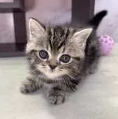 ミヌエット(短足)【愛知県・男の子・2025年1月10日・ブラウンタビー】の写真2