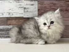 ミヌエット(短足)【愛知県・男の子・2025年4月18日・シルバータビー】の写真2