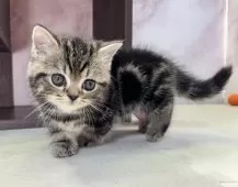 ミヌエット(短足)【愛知県・男の子・2025年1月10日・ブラウンタビー】の写真3