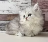 ミヌエット(短足)【愛知県・男の子・2025年4月18日・シルバータビー】の写真3