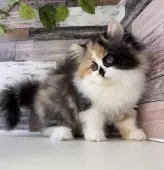 ミヌエット(長足)【愛知県・女の子・2024年12月9日・キャリコ】の写真3