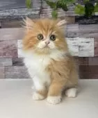 ミヌエット(長足)【愛知県・女の子・2025年8月3日・レッドタビー&ホワイト】の写真3