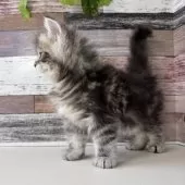 マンチカン(長足)【愛知県・男の子・2025年3月21日・ブラウンタビー】の写真4