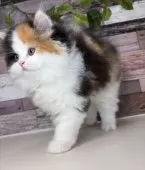 ミヌエット(長足)【愛知県・女の子・2025年9月5日・キャリコ】の写真4