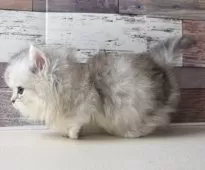 ミヌエット(短足)【愛知県・男の子・2025年4月18日・シルバータビー】の写真4