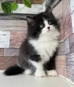 ミヌエット(長足)【愛知県・男の子・2024年12月9日・ブラック&ホワイト】の写真4