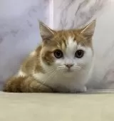 ミヌエット(短足)【愛知県・男の子・2025年1月10日・レッドタビー&ホワイト】の写真5