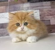 ミヌエット(長足)【愛知県・女の子・2025年8月3日・レッドタビー&ホワイト】の写真5