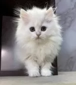 ペルシャ【愛知県・女の子・2024年11月12日・ブルーリンクスポイント】の写真5