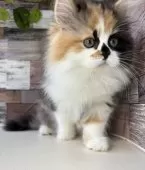 ミヌエット(長足)【愛知県・女の子・2024年12月9日・キャリコ】の写真5