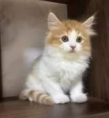 ミヌエット(長足)【愛知県・男の子・2025年3月24日・レッドタビー&ホワイト】の写真6