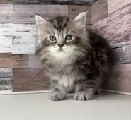 マンチカン(長足)【愛知県・男の子・2025年3月21日・ブラウンタビー】の写真6