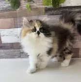 ミヌエット(長足)【愛知県・女の子・2024年12月9日・キャリコ】の写真6