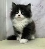 ミヌエット(長足)【愛知県・男の子・2024年12月9日・ブラック&ホワイト】の写真7