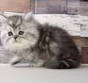 ミヌエット(長足)【愛知県・男の子・2025年10月17日・シルバータビー】の写真7