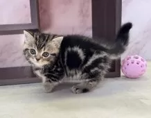 ミヌエット(短足)【愛知県・男の子・2025年1月10日・ブラウンタビー】の写真7