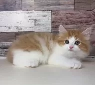 ミヌエット(長足)【愛知県・男の子・2025年3月24日・レッドタビー&ホワイト】の写真7