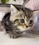 ミヌエット(短足)【愛知県・男の子・2025年1月10日・ブラウンタビー】の写真8