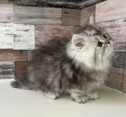 ミヌエット(長足)【愛知県・男の子・2025年10月17日・シルバータビー】の写真8