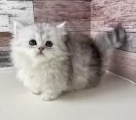 ミヌエット(短足)【愛知県・男の子・2025年4月18日・シルバータビー】の写真8