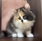 ミヌエット(長足)【愛知県・女の子・2024年12月9日・キャリコ】の写真8