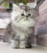 ミヌエット(長足)【愛知県・男の子・2025年10月17日・シルバータビー】の写真9