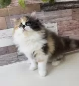 ミヌエット(長足)【愛知県・女の子・2024年12月9日・キャリコ】の写真9