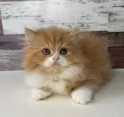 ミヌエット(長足)【愛知県・女の子・2025年8月3日・レッドタビー&ホワイト】の写真9