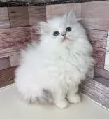 ペルシャ【愛知県・女の子・2024年11月12日・ブルーリンクスポイント】の写真9