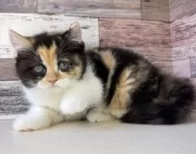 ミヌエット(長足)【愛知県・女の子・2025年9月24日・キャリコ】の写真8