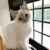 マンチカン(長足)