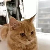 マンチカン(長足)