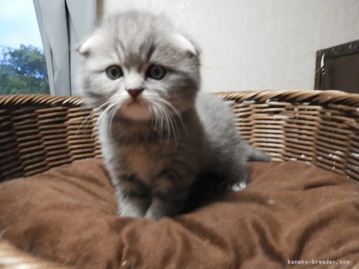 ID:2206-01349の子猫