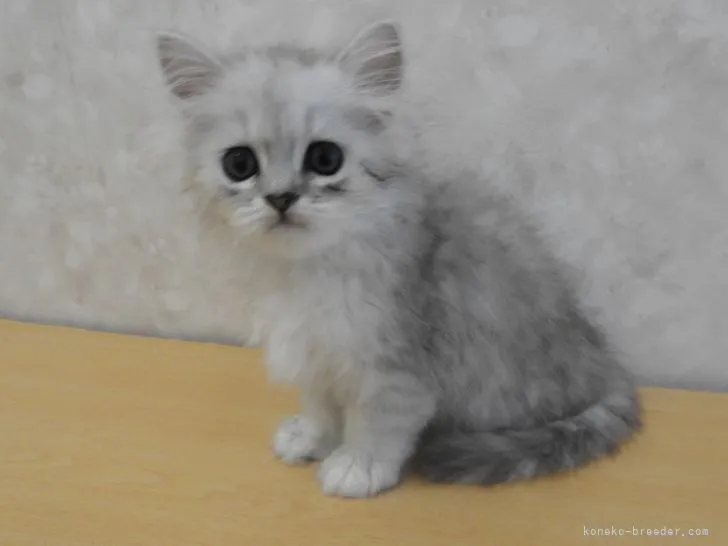 ID：2108-00791の子猫