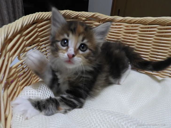 ひな 様のお迎えした子猫