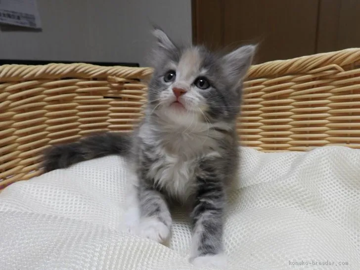 たぴたぴゆう 様のお迎えした子猫
