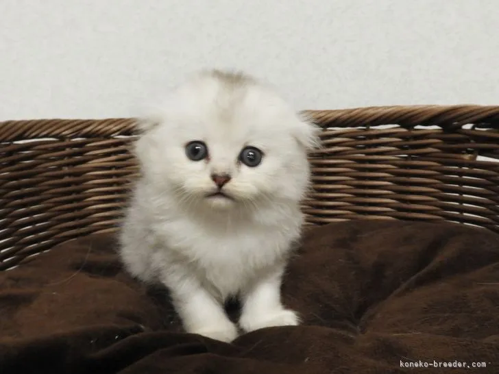 ID:2109-01357の子猫