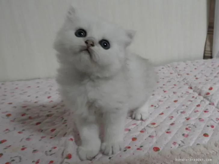 ID：2007-00693の子猫