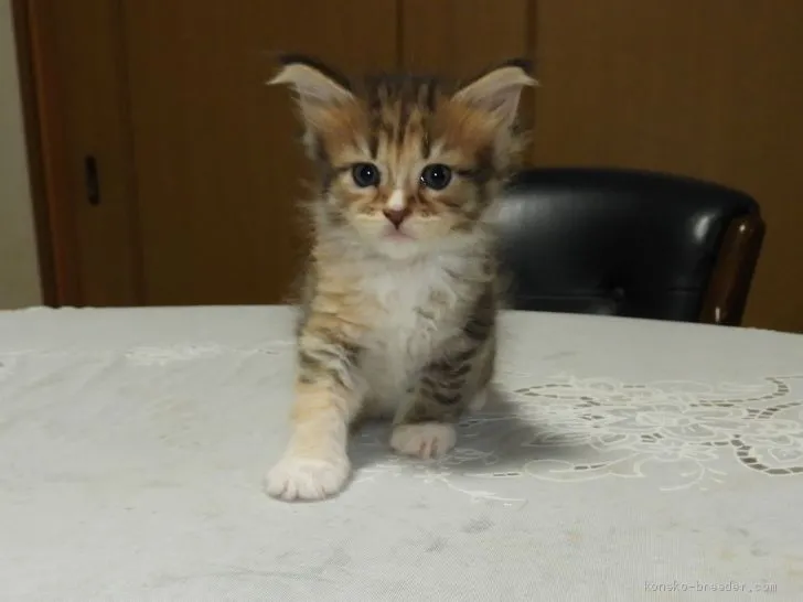 ID:2009-01142の子猫