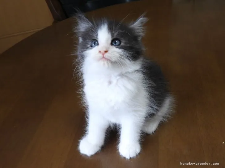 あんず 様のお迎えした子猫