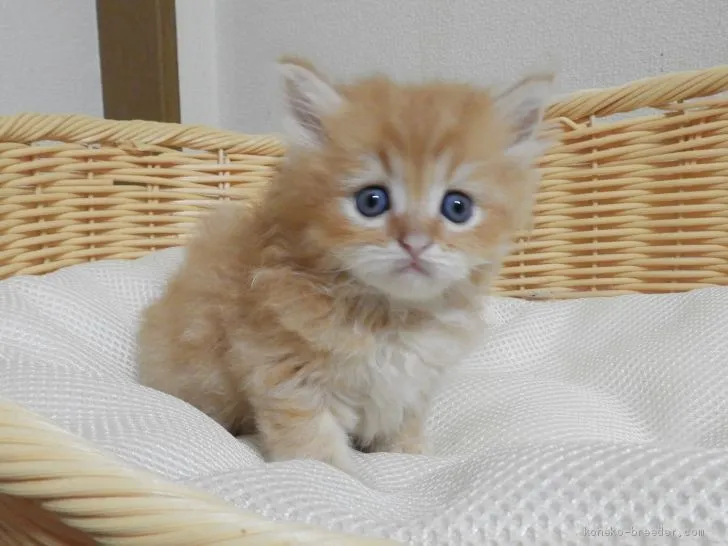 ID：2012-00806の子猫