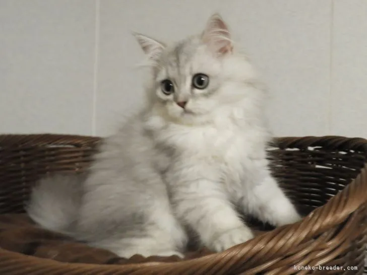 ID：2110-01284の子猫